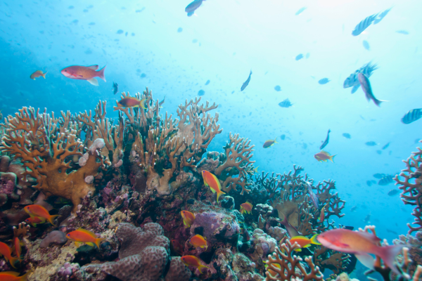 Life Below Water